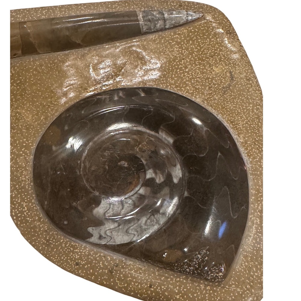 Polished Goniatite and Orthoceras Fossil Specimen 8.5‎ Inch Decor
Vintage Desk - Picture 2 of 10